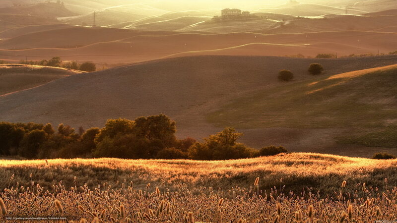 Golden Field of Wheat