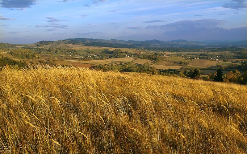 Golden field overlooking a valley