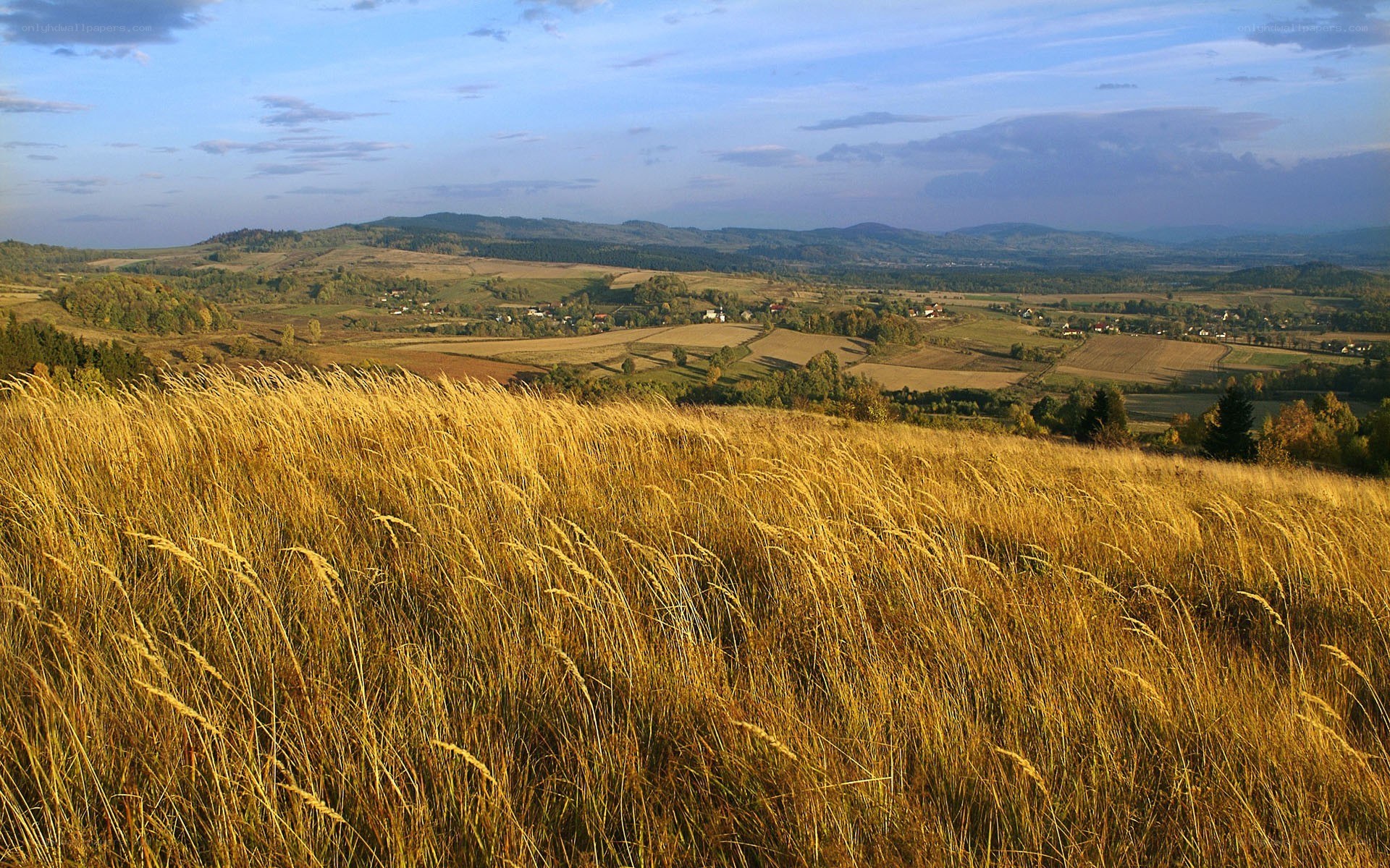 Golden field overlooking a valley
