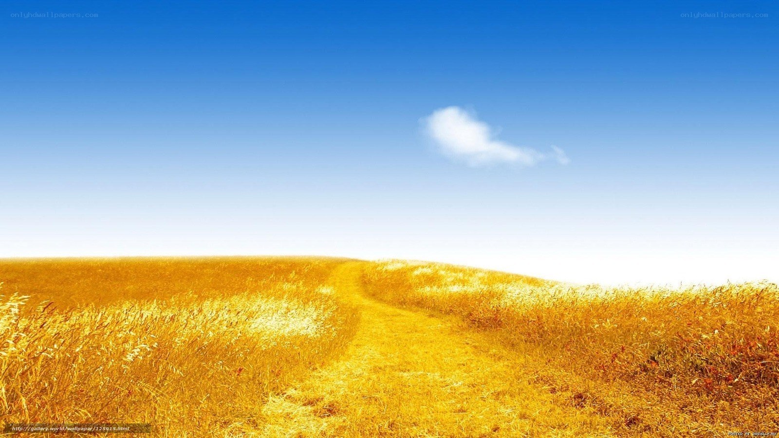 Golden field path under blue sky