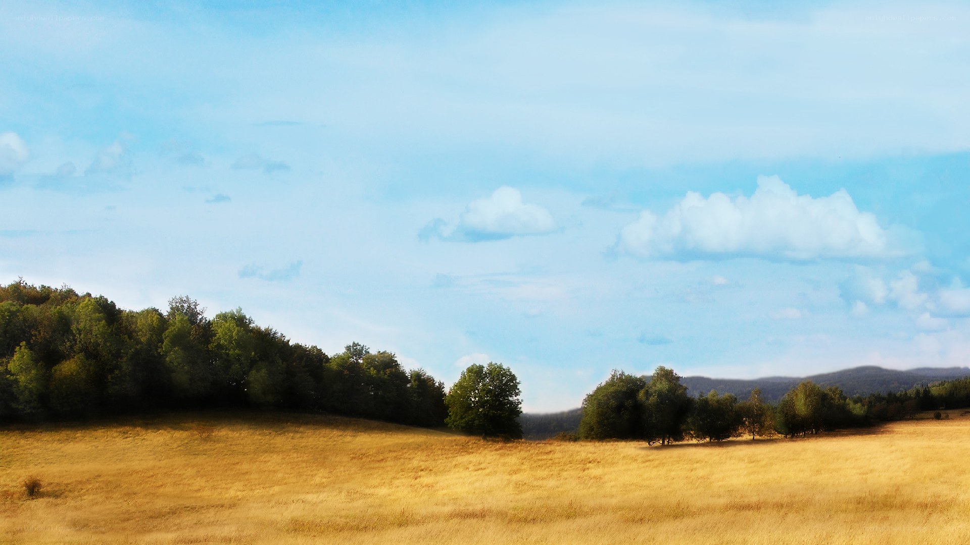 Golden field under blue sky