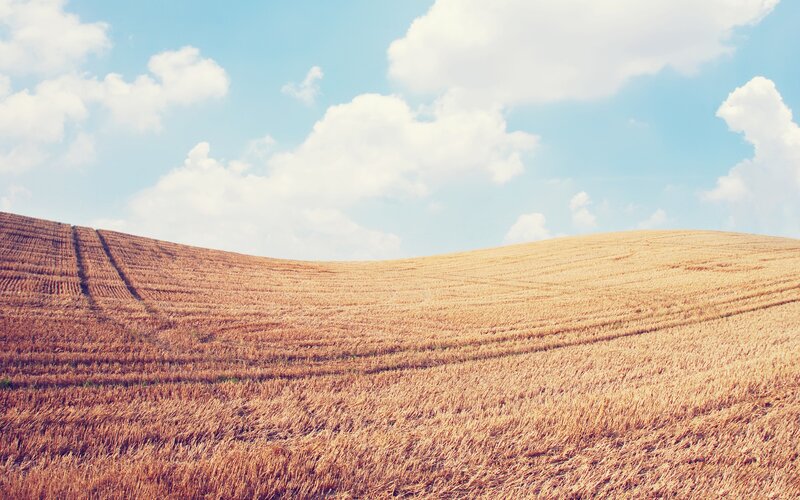 Golden field under blue sky