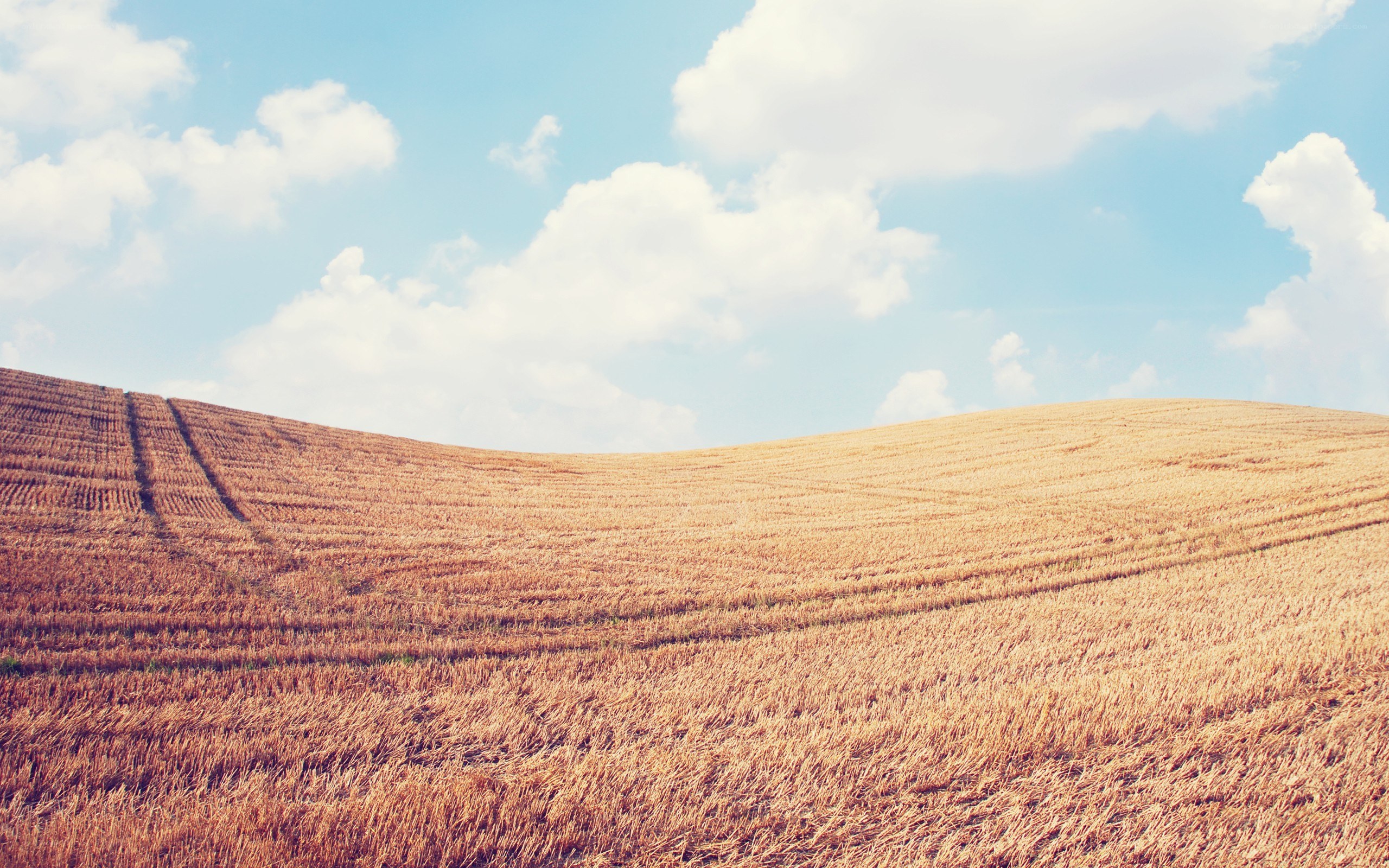 Golden field under blue sky