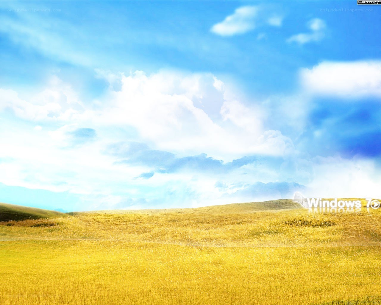 Golden field under blue sky