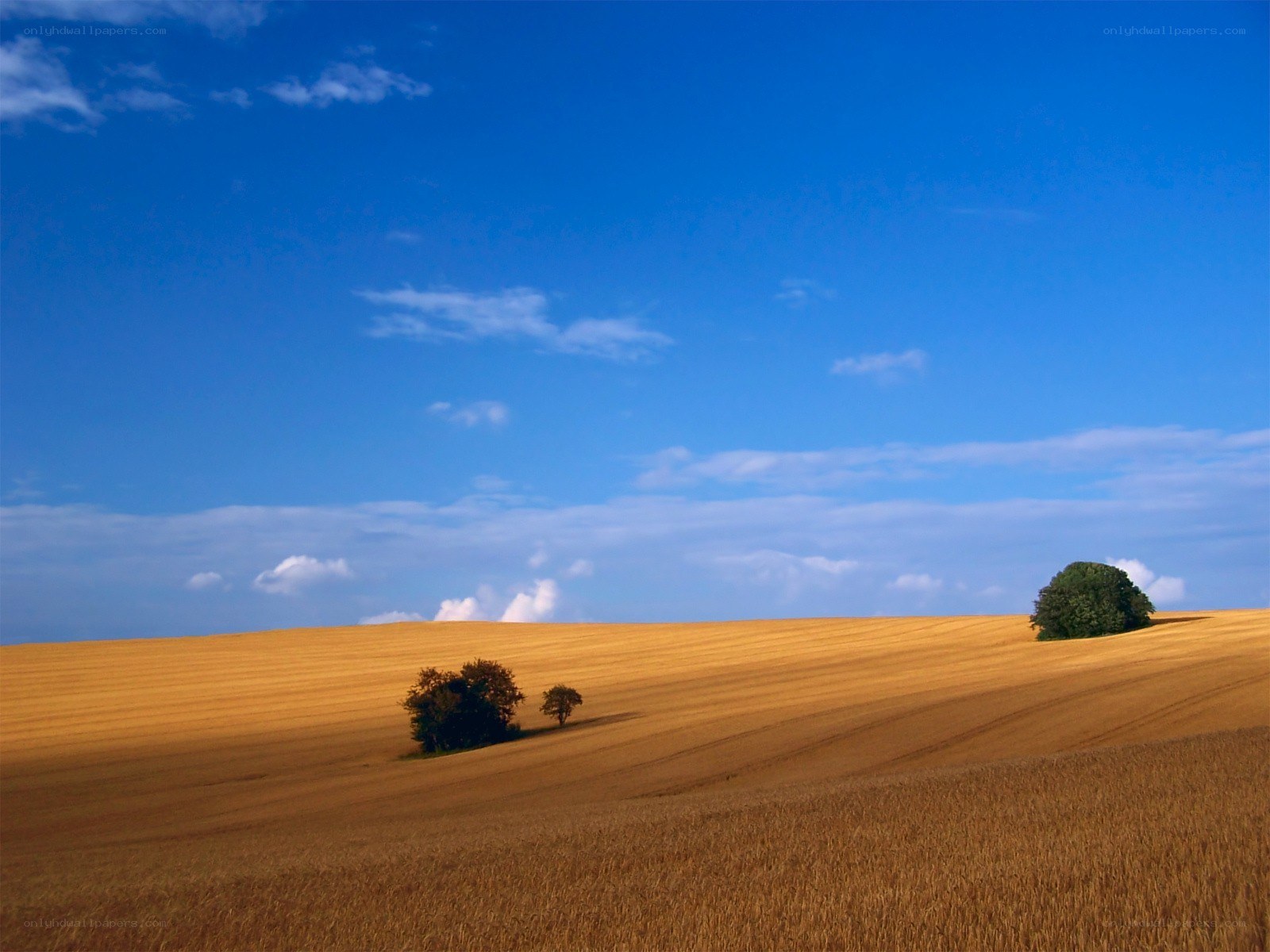 Golden field under blue sky