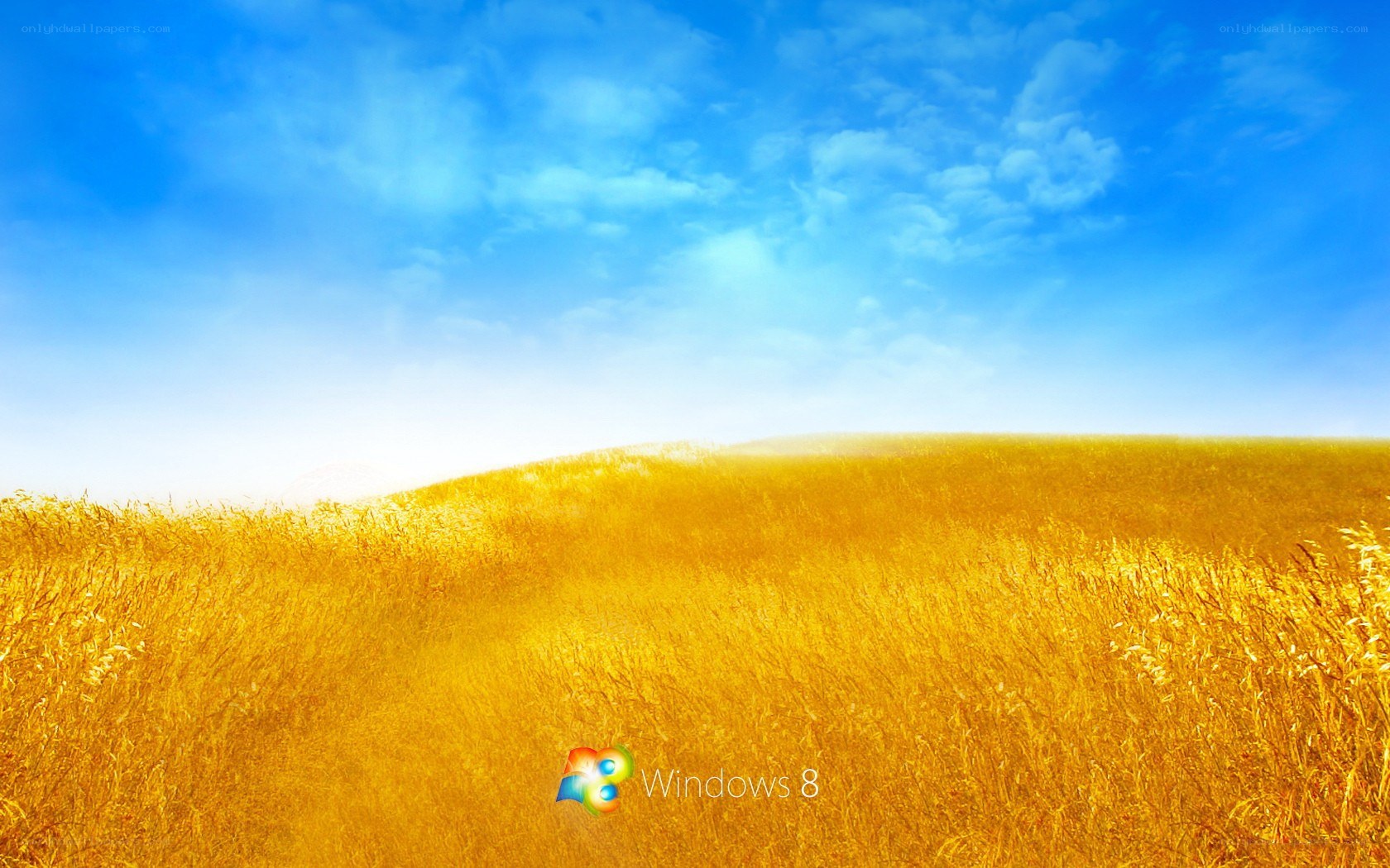 Golden field under blue sky