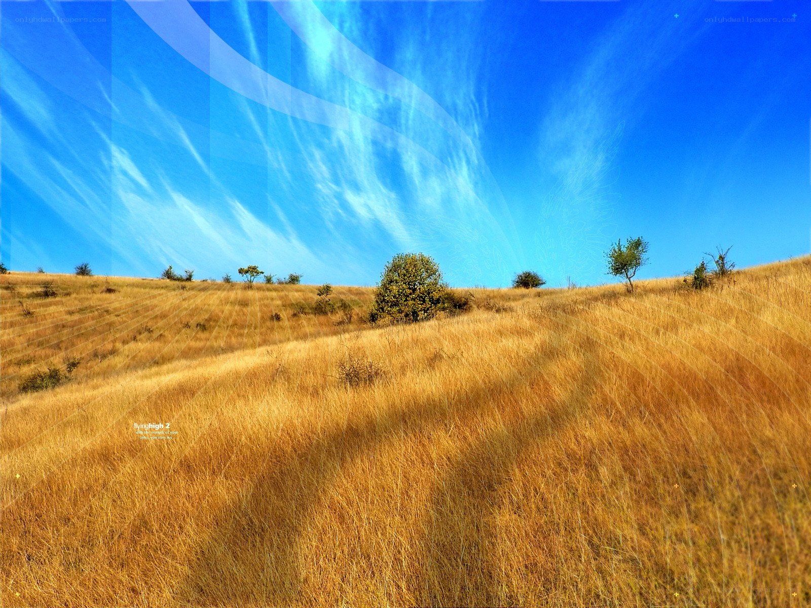 Golden field under blue sky