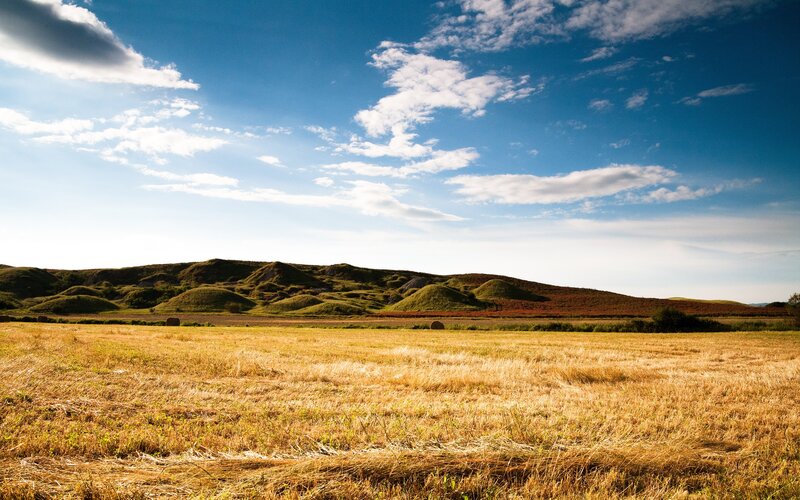 Golden field under blue sky