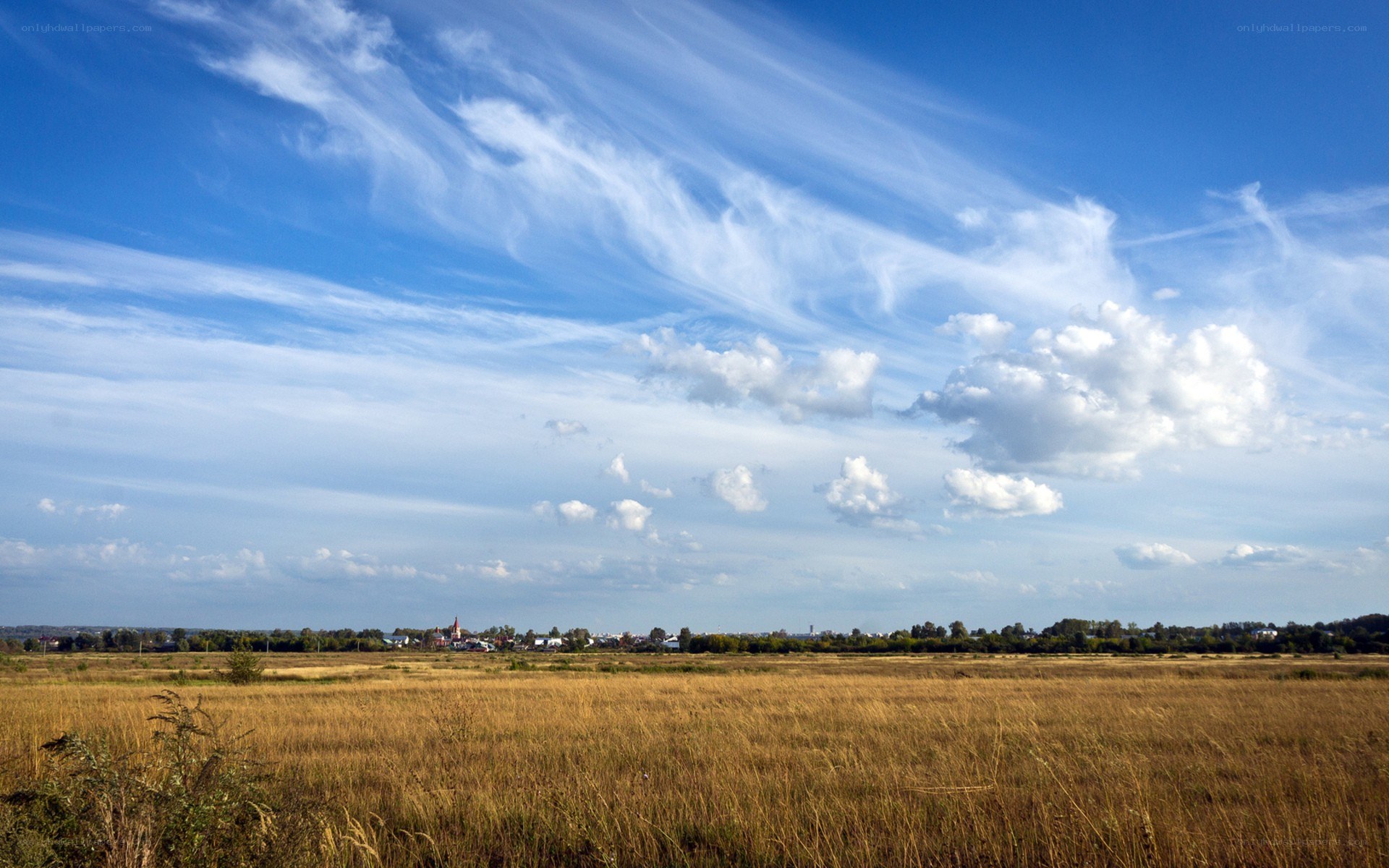 Golden field under blue sky