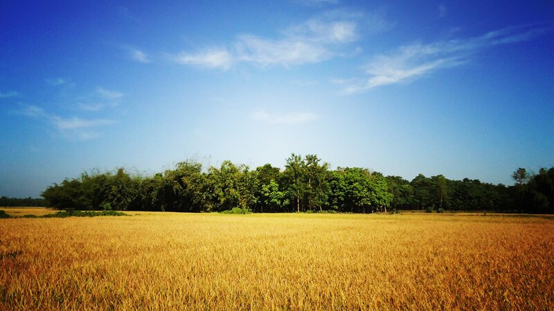 Golden field under blue sky