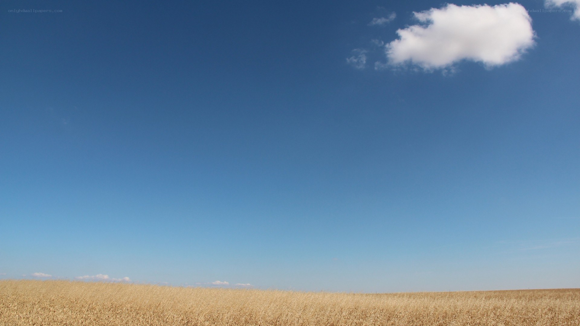 golden field under blue sky