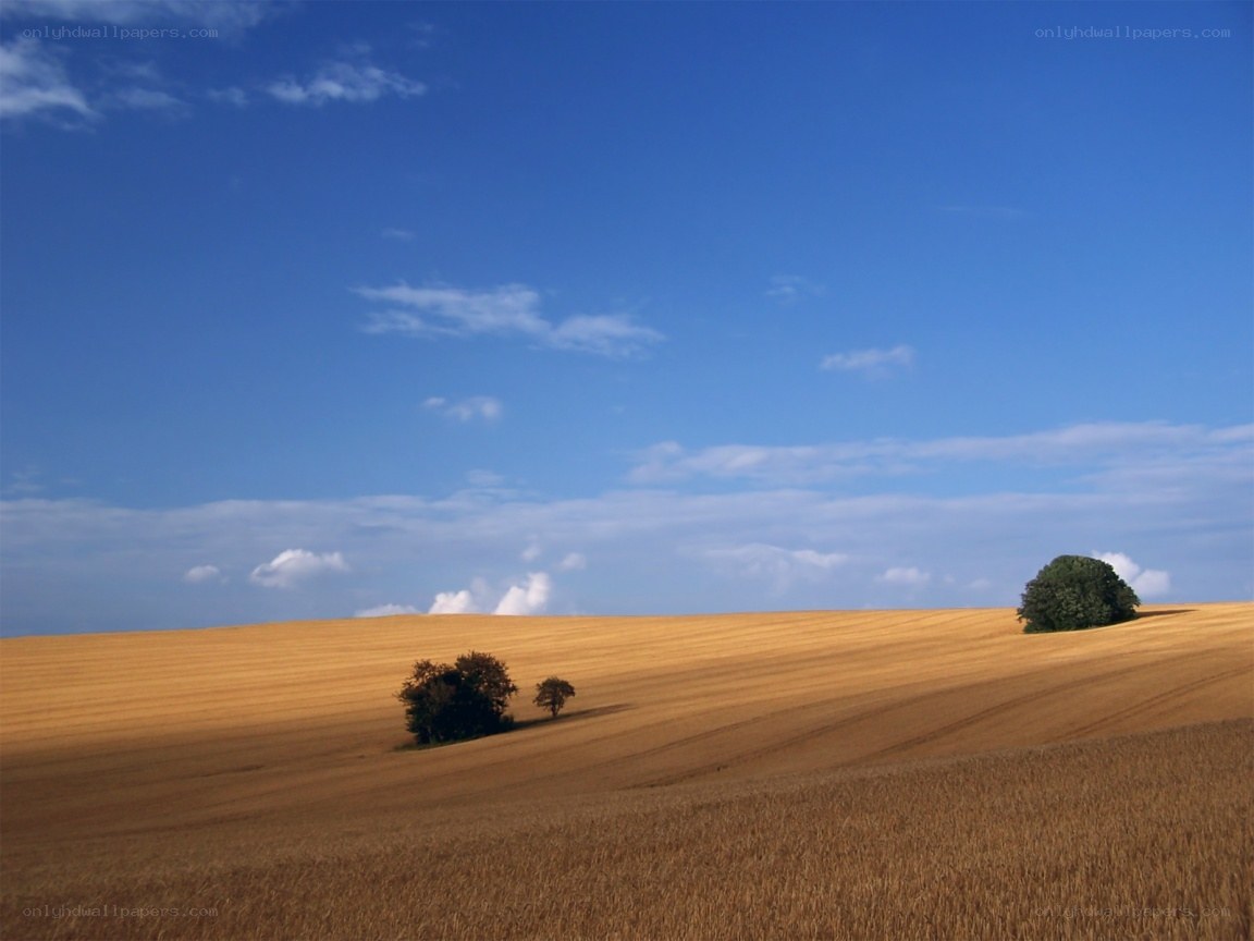 Golden field under blue sky