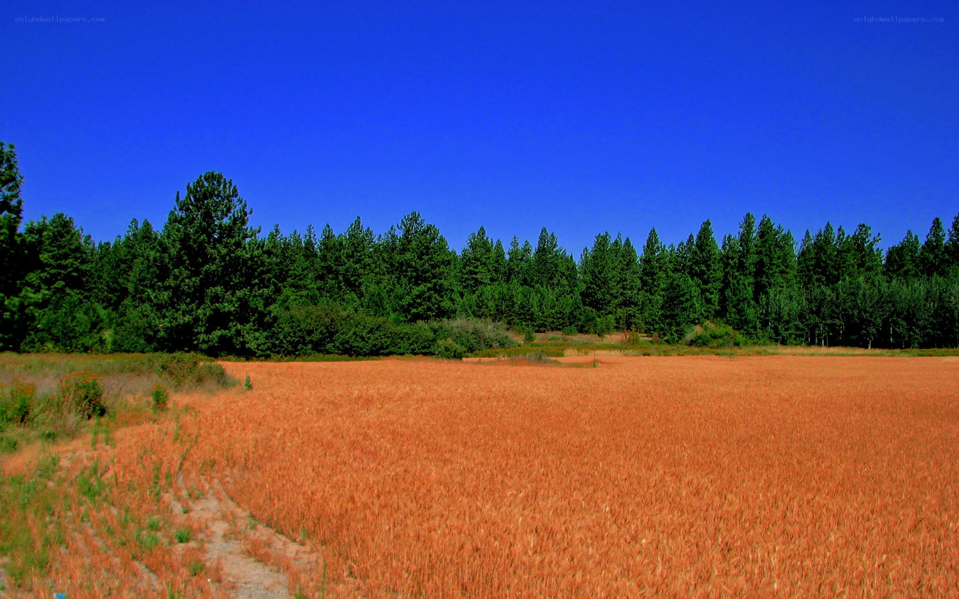 Golden field under blue sky