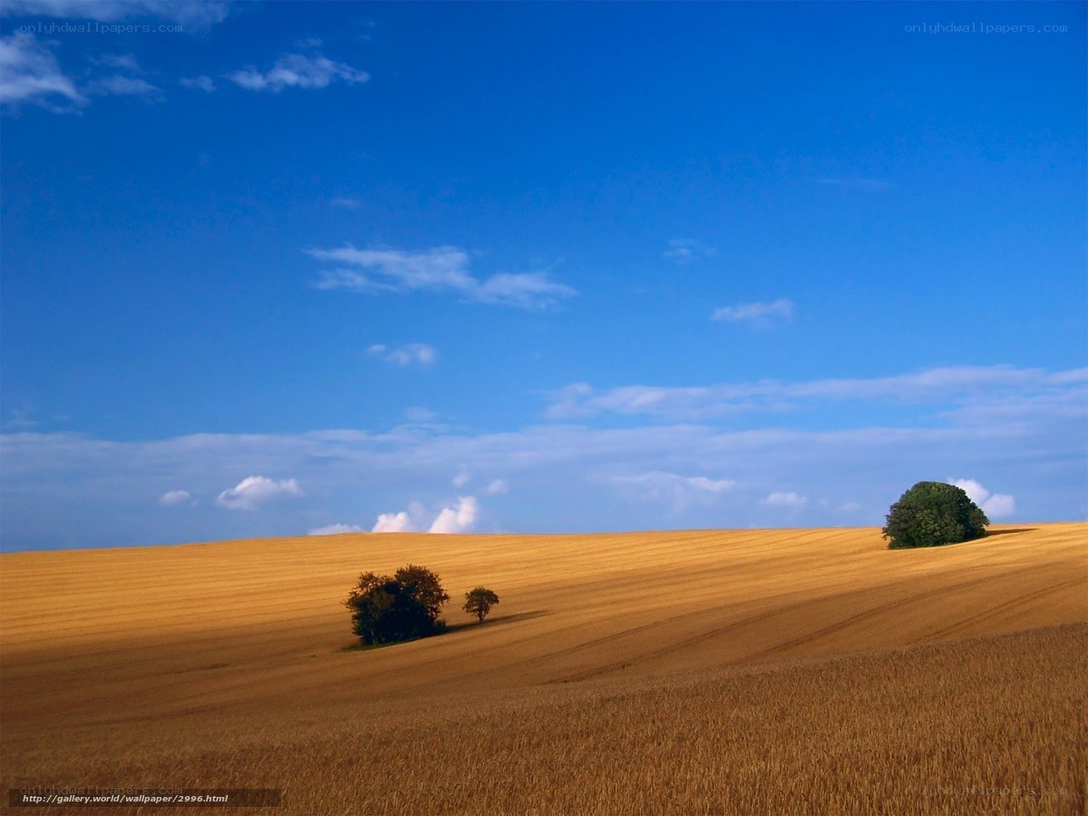 Golden field under blue sky