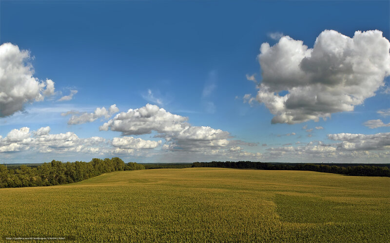 Golden Field under Clouds
