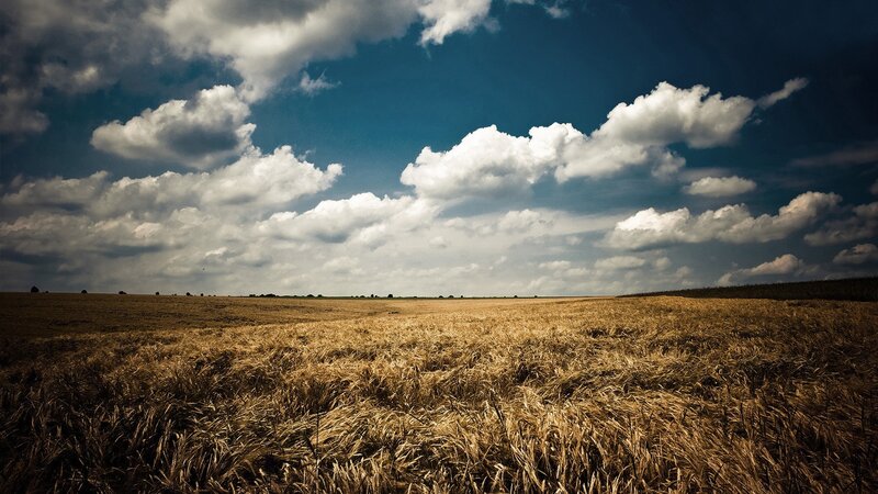 Golden field under cloudy sky
