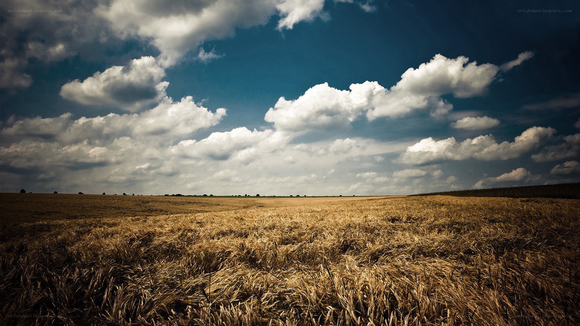 Golden field under cloudy sky