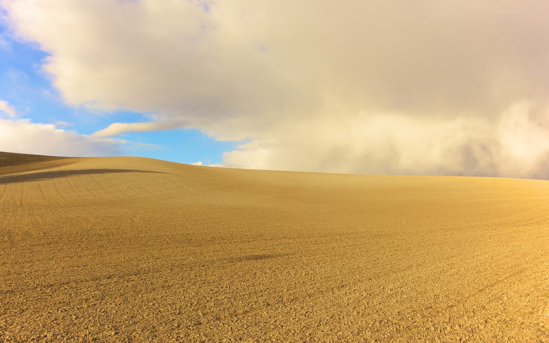 Golden field under cloudy sky