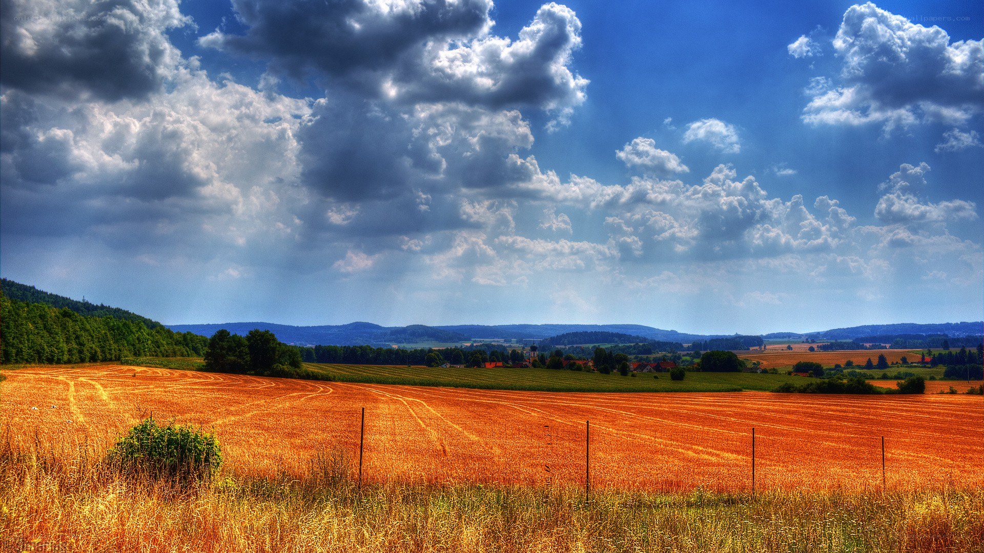 Golden field under cloudy sky
