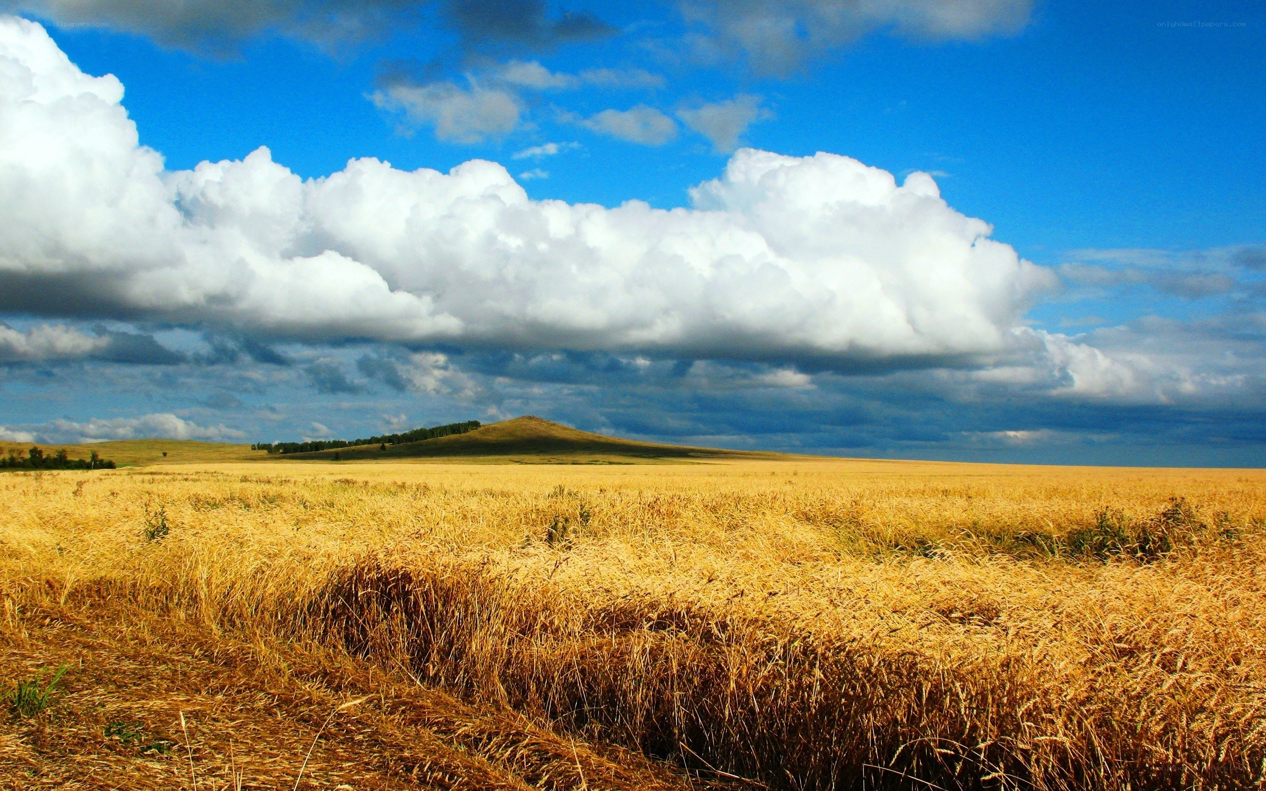 Golden field under cloudy sky