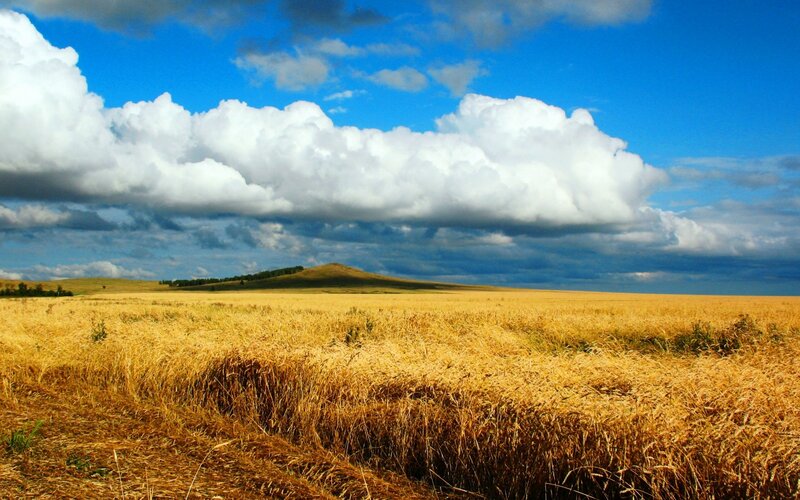 Golden field under cloudy sky