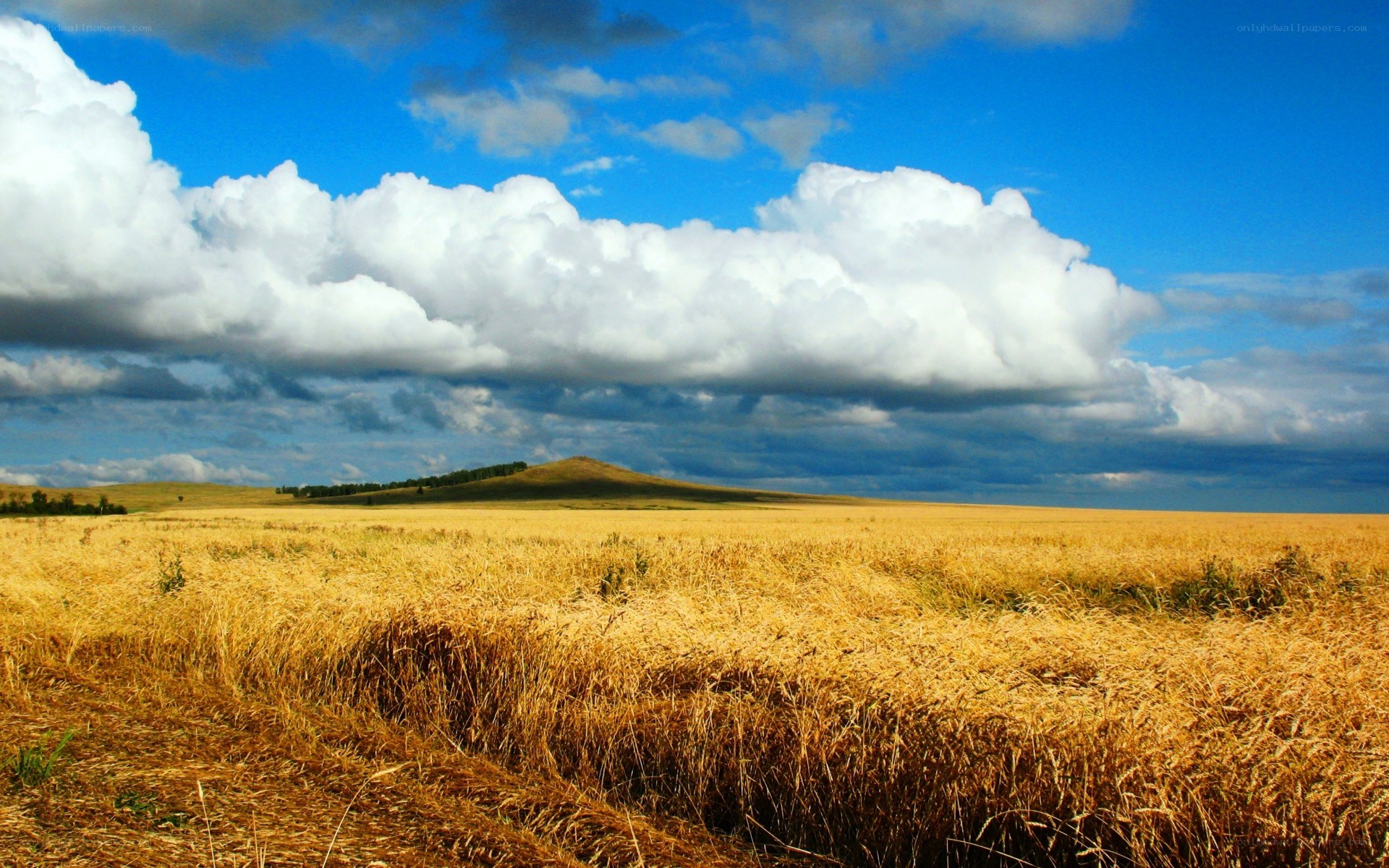 Golden field under cloudy sky