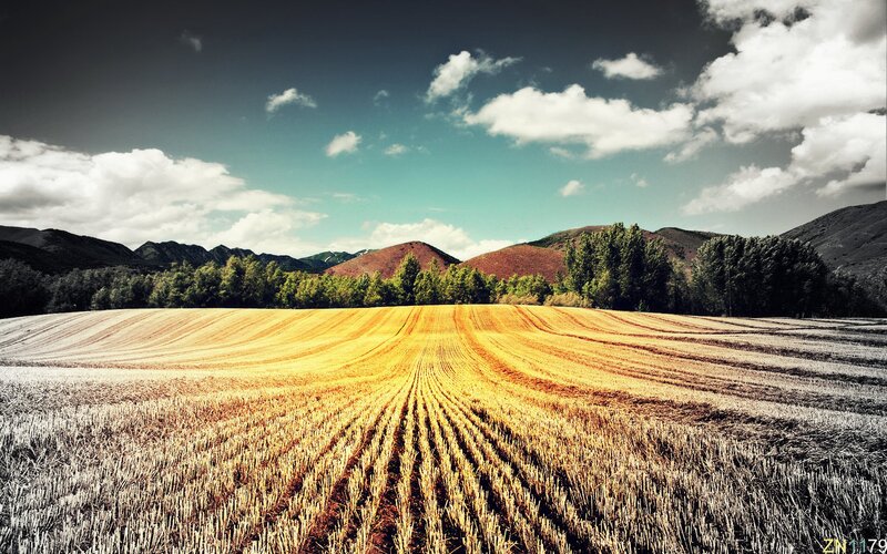 Golden field under cloudy sky