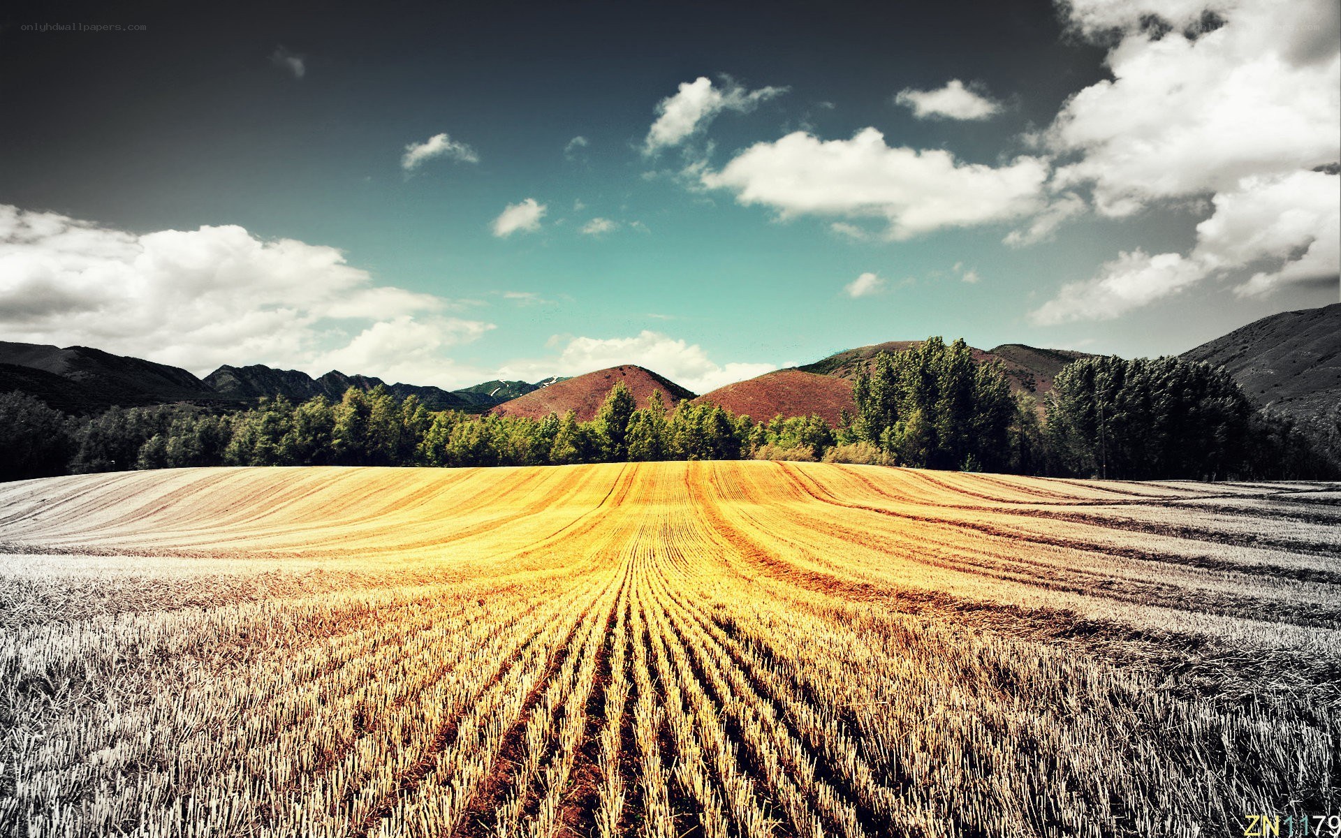Golden field under cloudy sky