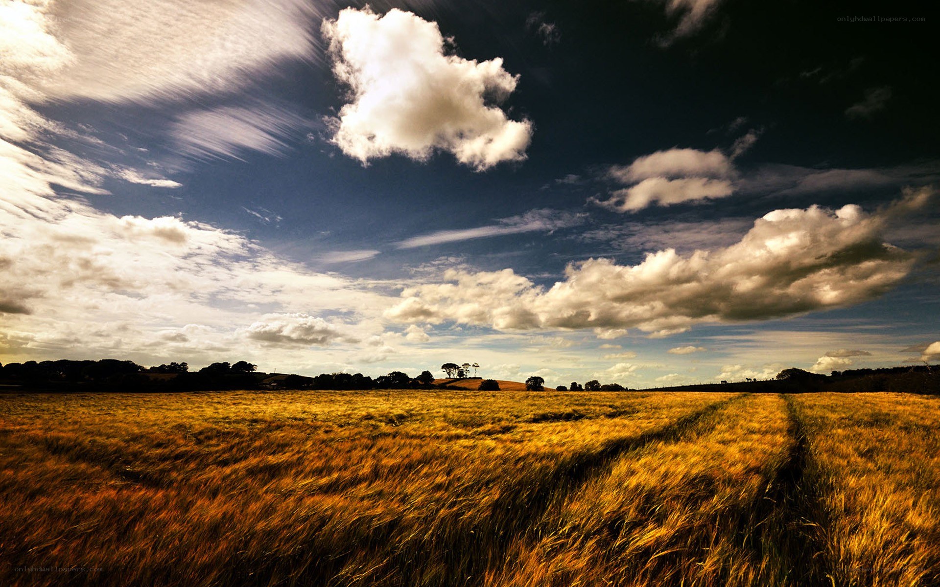 Golden field under cloudy sky