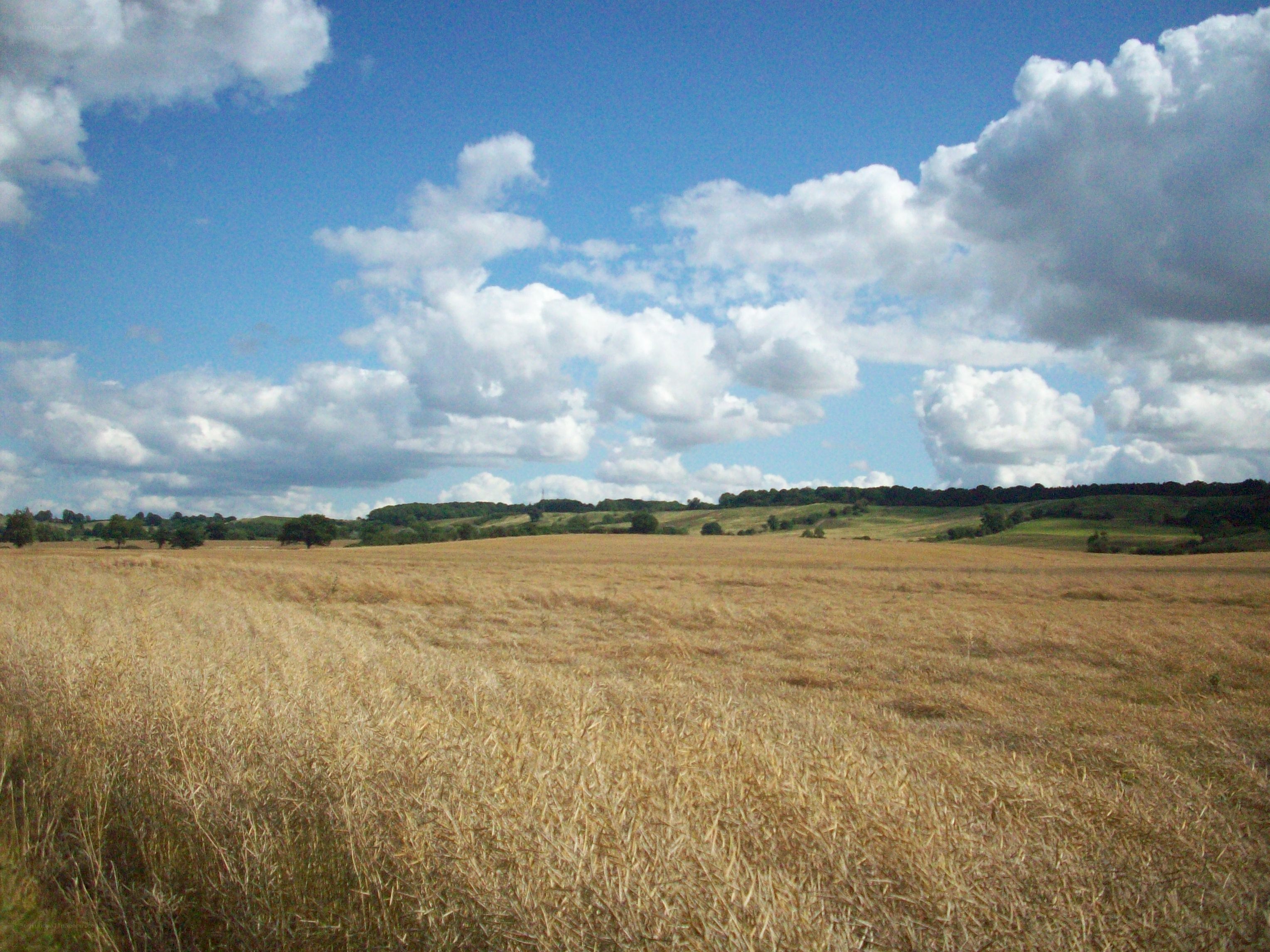 Golden field under cloudy sky