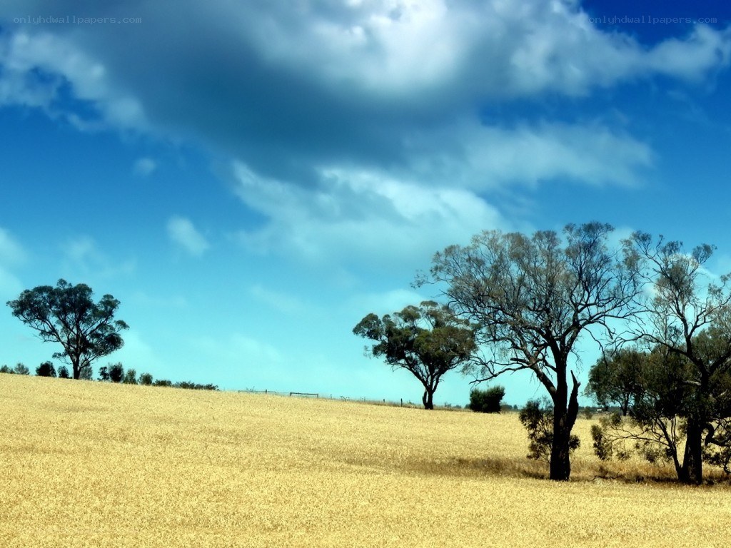 Golden field under cloudy sky