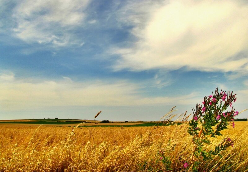 Golden field under cloudy sky