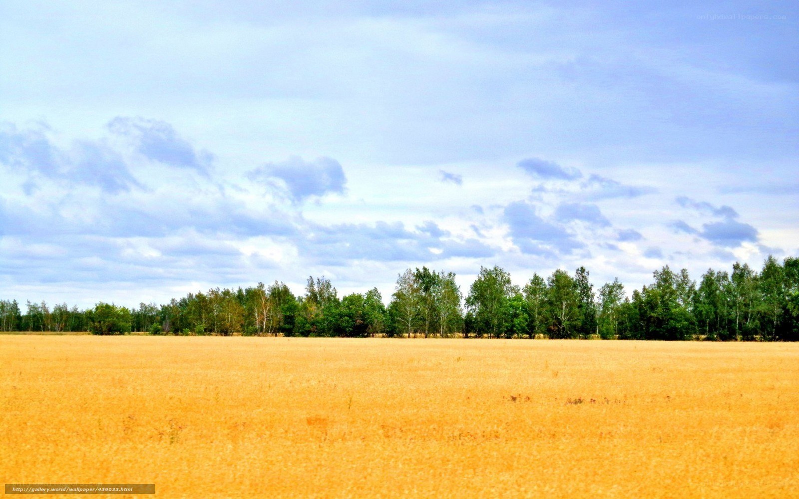 Golden field under cloudy sky