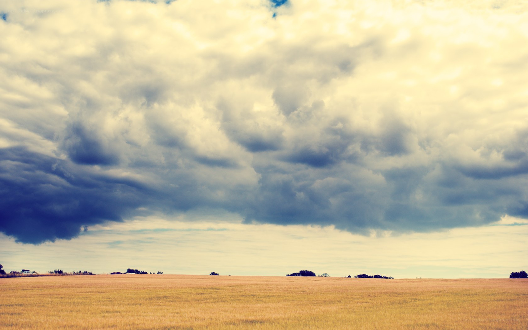 Golden field under cloudy sky