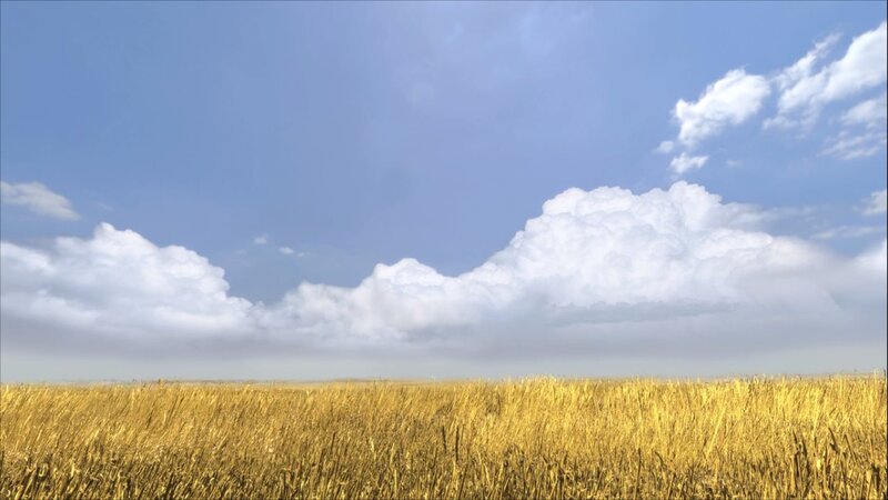 Golden field under cloudy sky