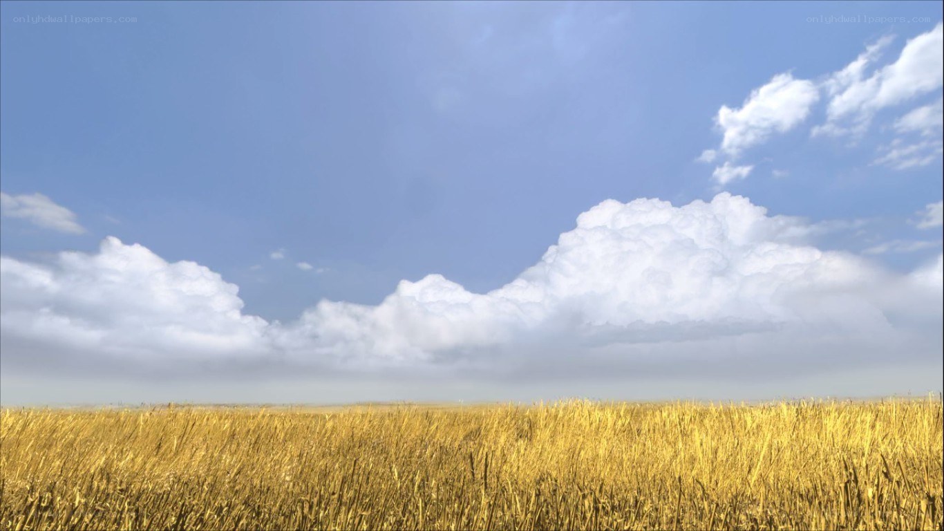Golden field under cloudy sky