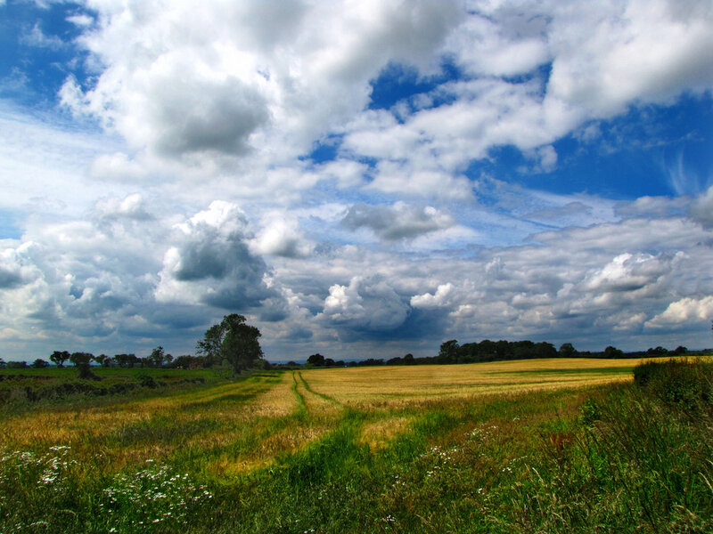 Golden Field under Cloudy Sky — Blue