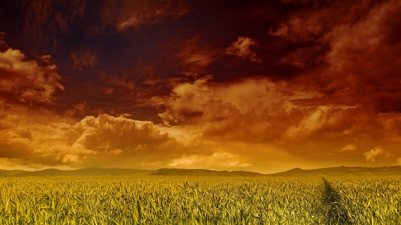 Golden field under dramatic sky
