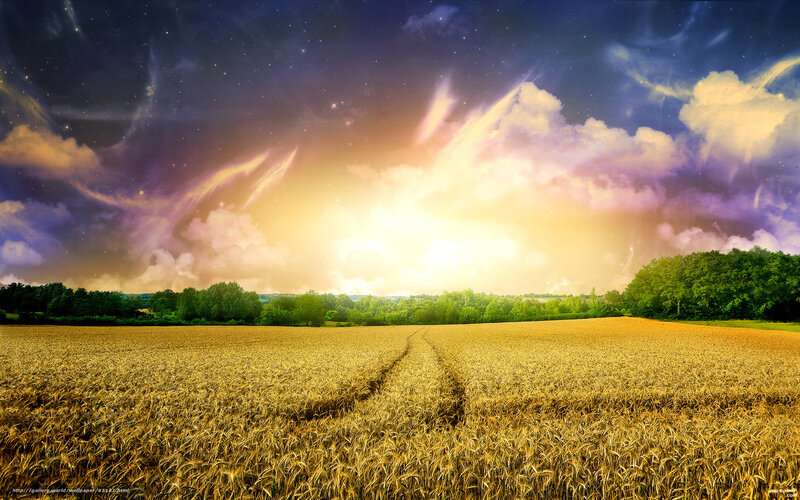 Golden field under starry sky