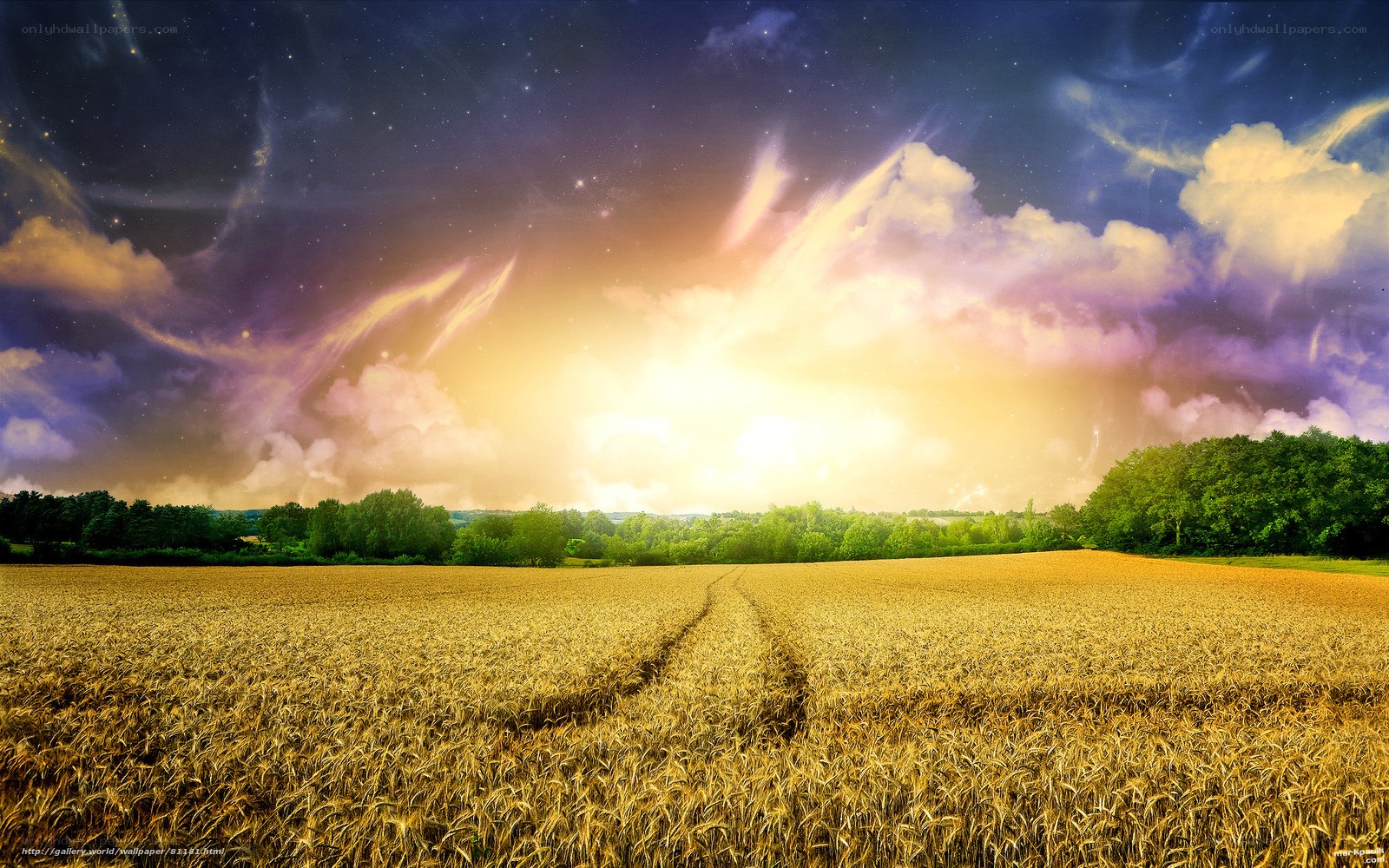 Golden field under starry sky