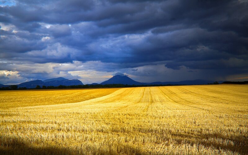 Golden field under stormy sky
