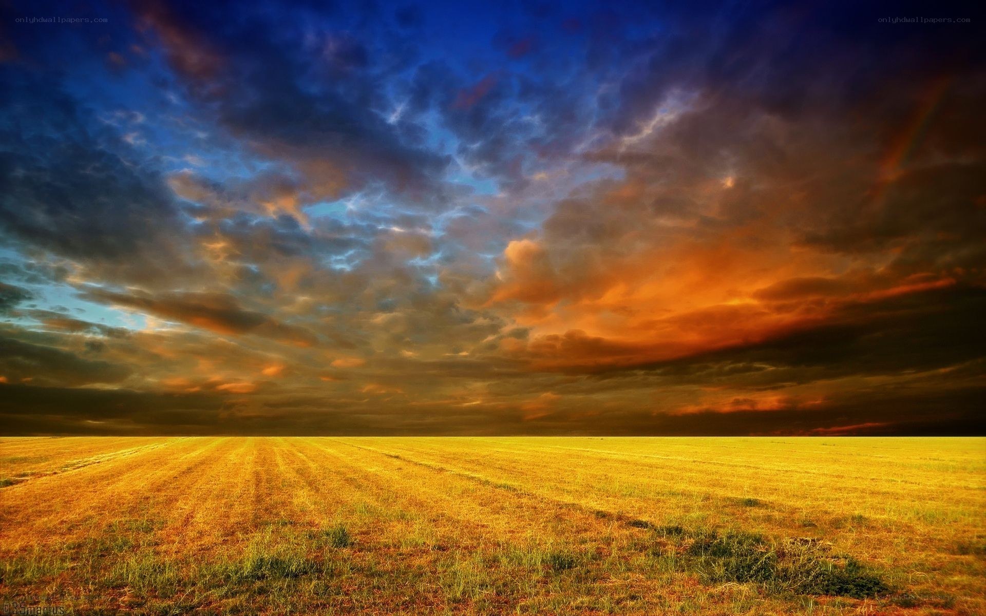 Golden field under stormy sky