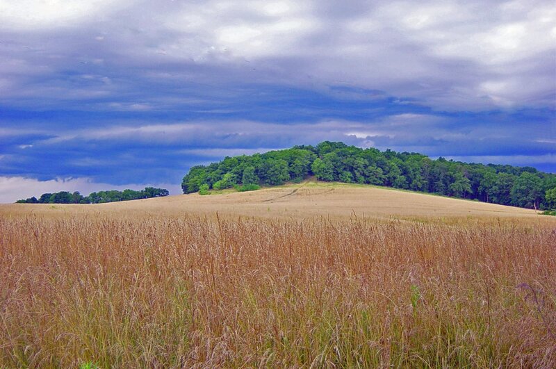 Golden field under stormy sky