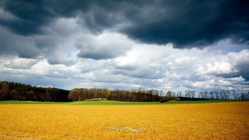 Golden field under stormy sky