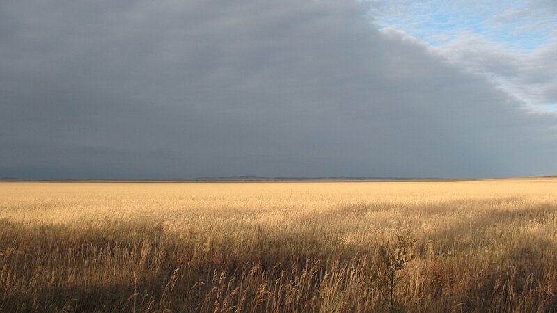 Golden field under stormy sky