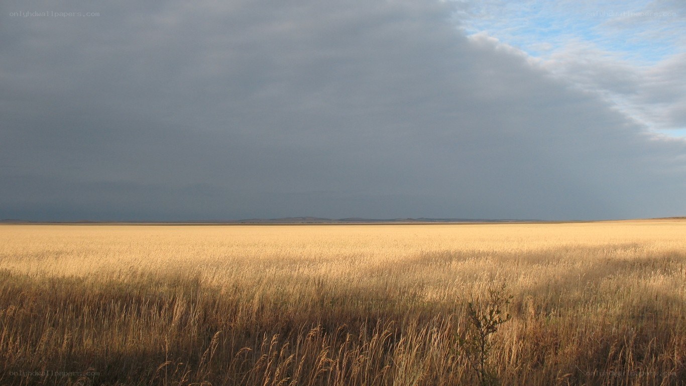 Golden field under stormy sky