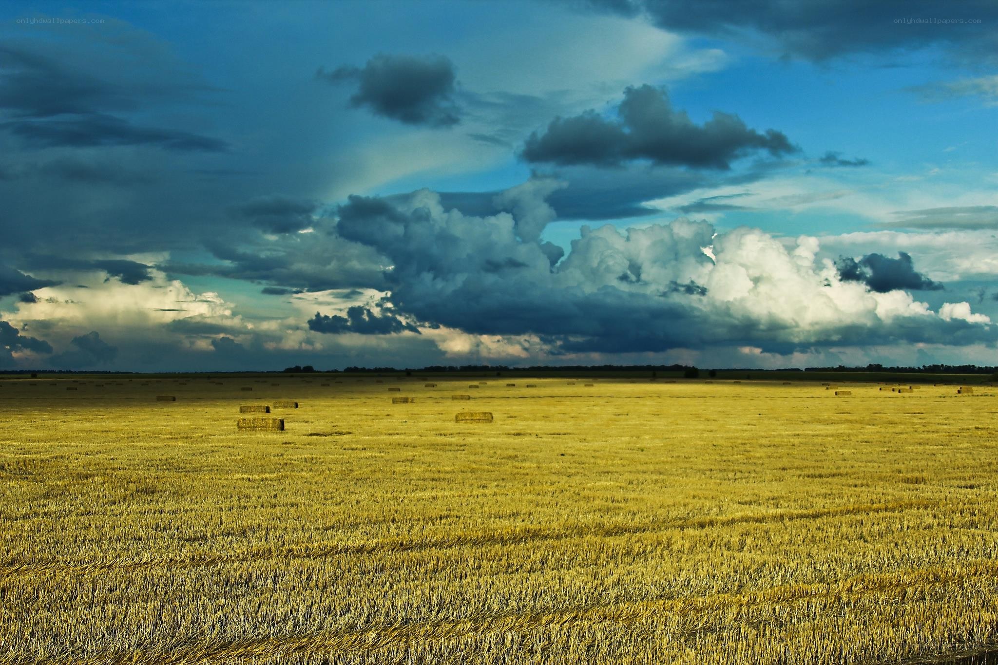 Golden field under stormy sky