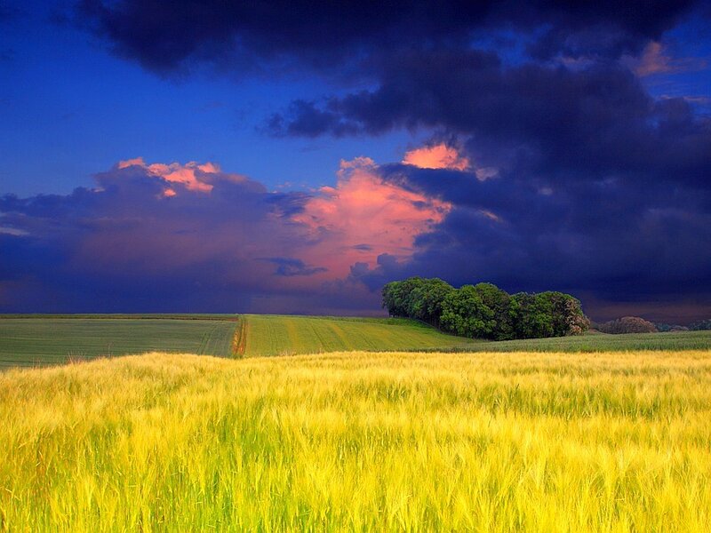 Golden field under stormy sky