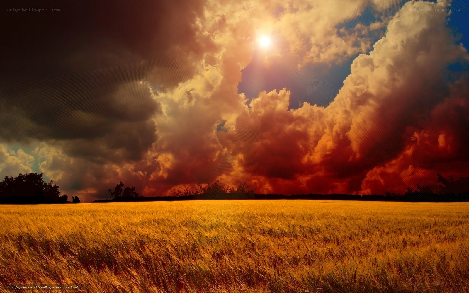 Golden Field Under Stormy Sky