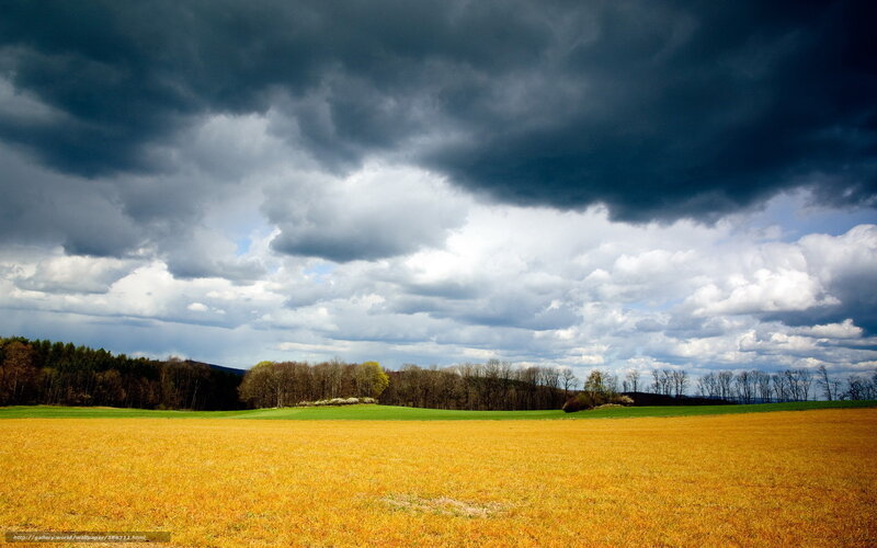 Golden Field under Stormy Sky — Yellow, Dramatic, Afternoon